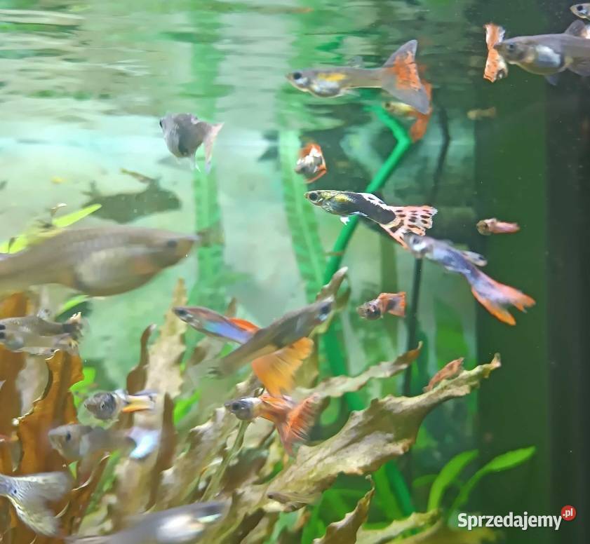 Gupiki mix Pawie Oczko śląskie Tarnowskie Góry