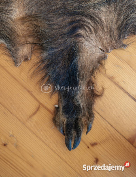 Dzik dekoracyjny skóra z dzika na podłogę skóra Szaflary