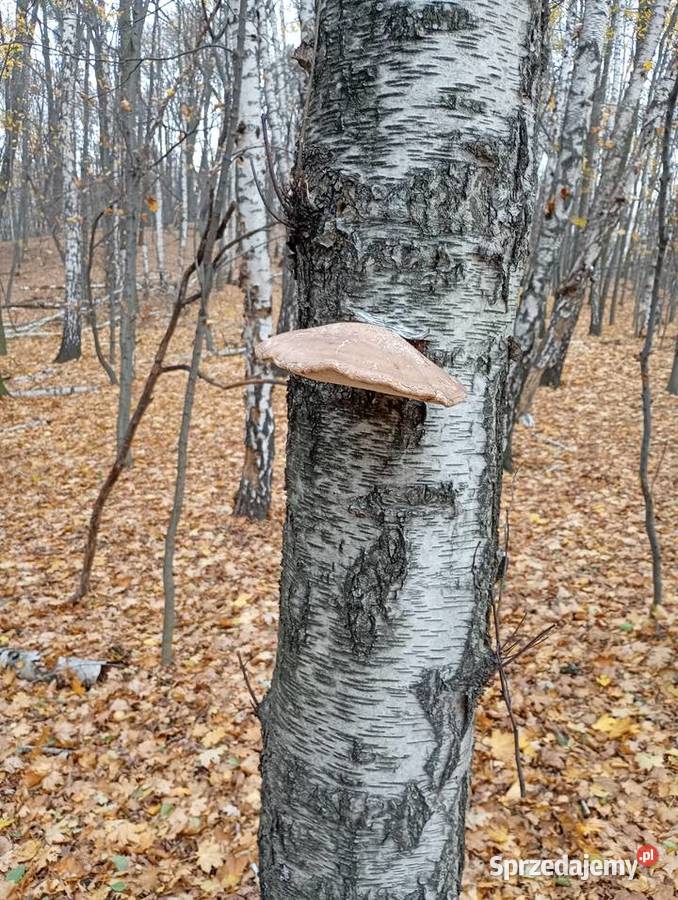 Białoporek brzozowypniarek brzozowy