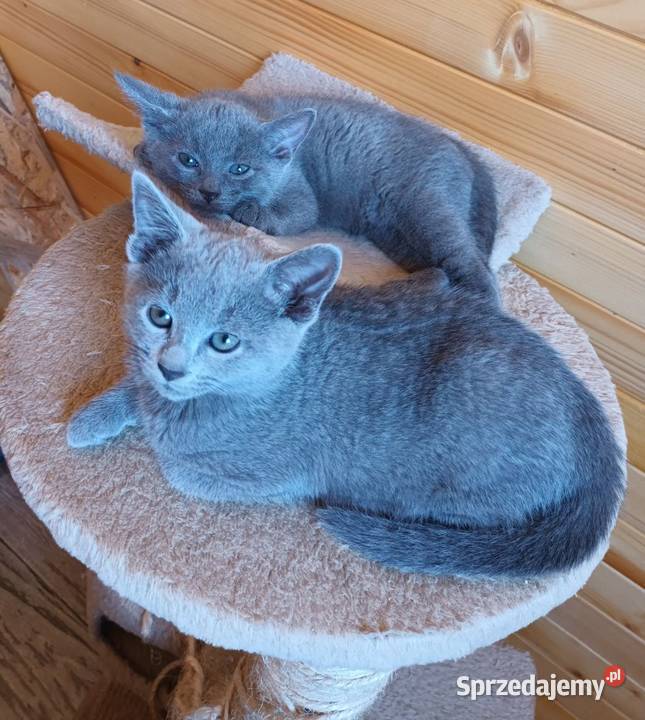 Sprzedam kocięta rasy rosyjskiej niebieskie z Andrychów sprzedam