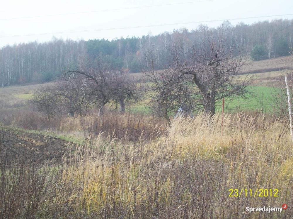 dom z dużą działką telefon Saczyn