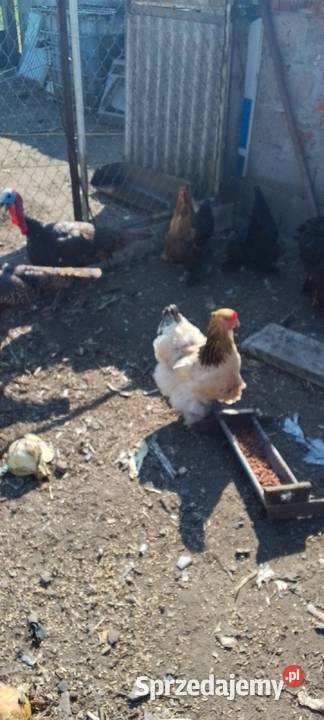 Sprzedam jaja lęgowe kur rasy kochin olbrzymi mazowieckie