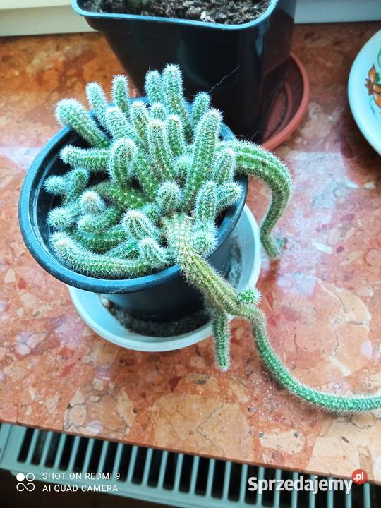 Cylindropuntia subulata sukulent ten i inne Białystok