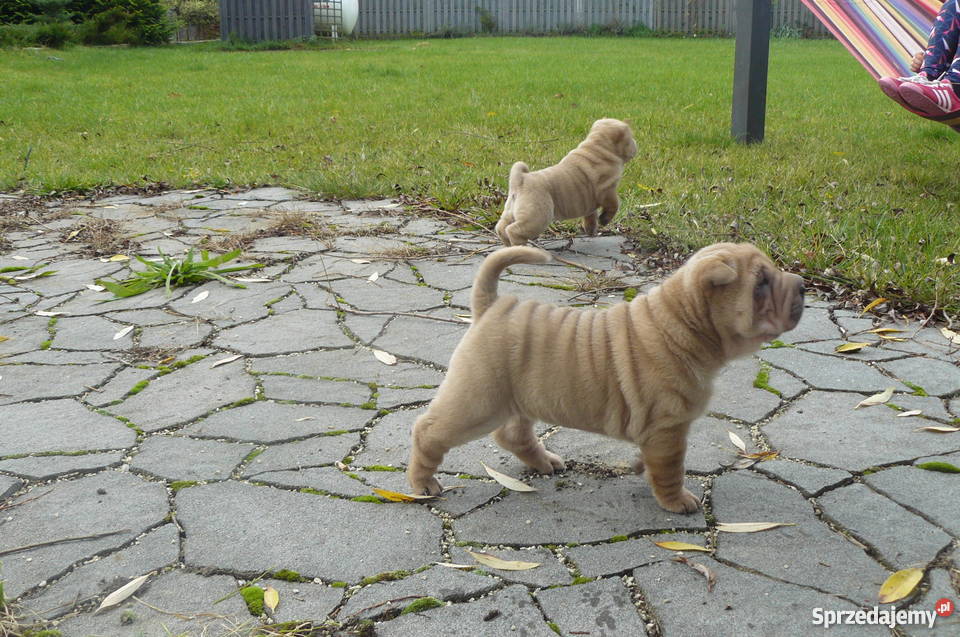SHAR PEI SZCZENIĘTA FCI NA SPRZEDAŻ Mierzyn sprzedam