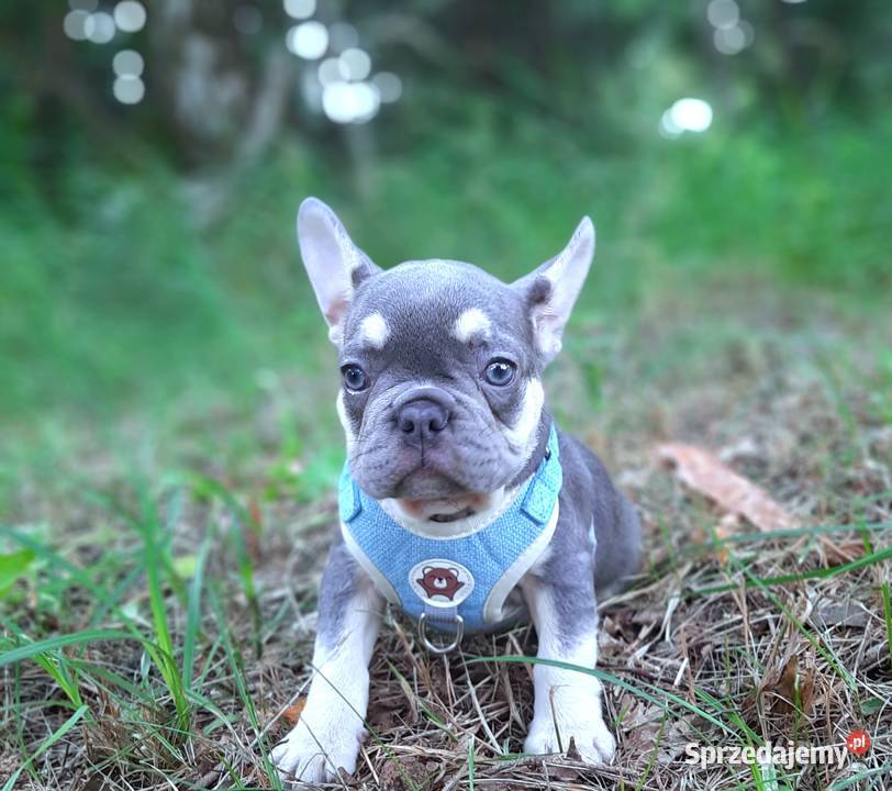 Buldog francuski przepiekne suczki łódzkie Pabianice sprzedam