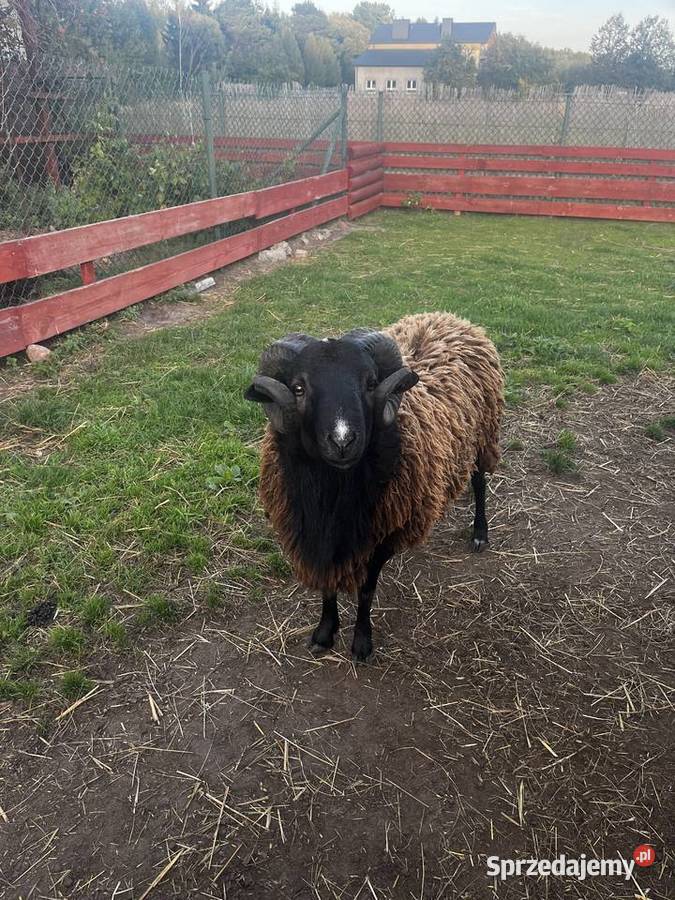 Owce Kameruńskie Baran Świętego Jakuba Kielce