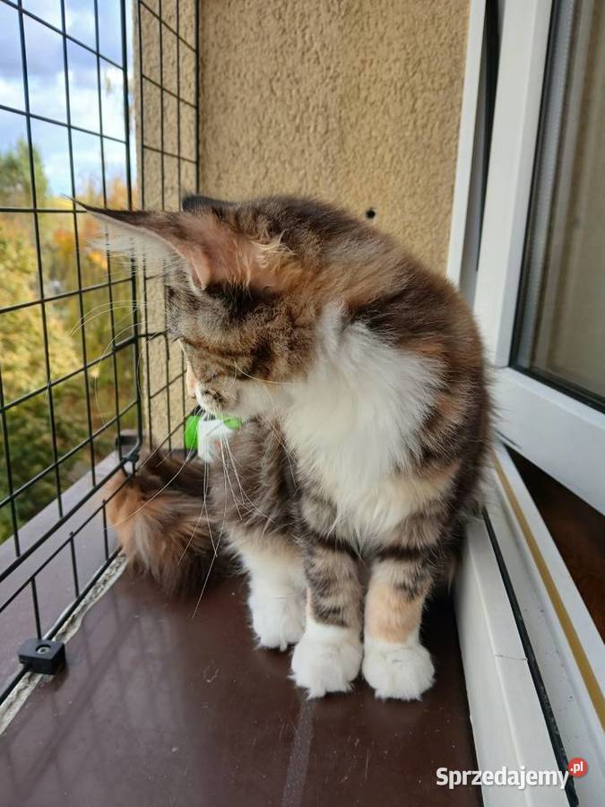 Maine coon piekna kotka Ruda Śląska