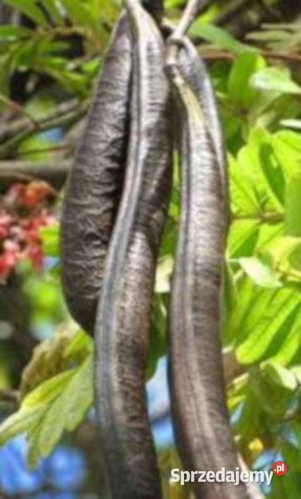 CASSIA ROXBURGHII Cassia roxburghii nasiona 100g Lubanie