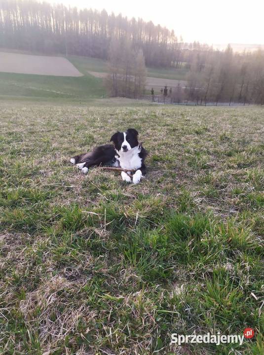 Suczka Border collie blue merle z rodowodem z Rymanów
