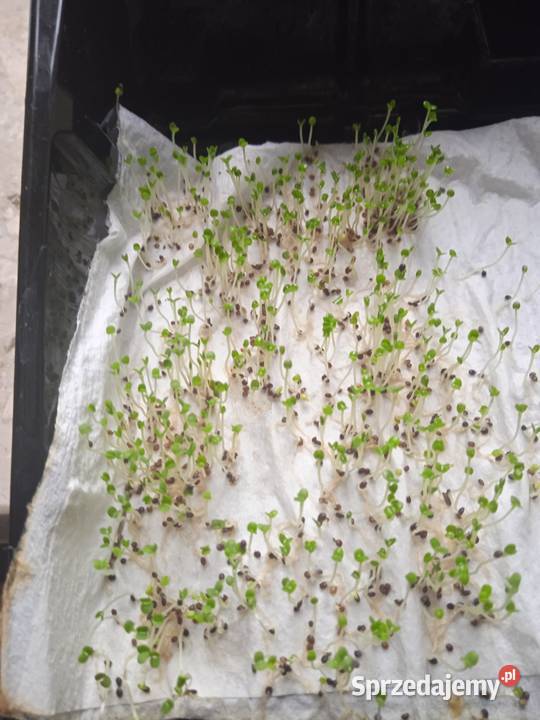 Nasiona tymianku Pozostałe Krasnystaw