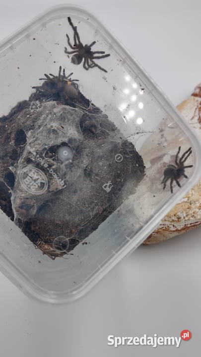 M Balfuri grupówki 5 sprzedam