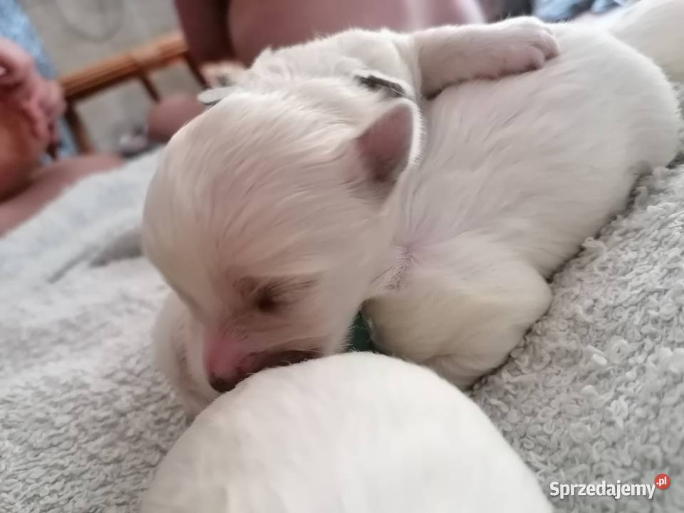 Piękny Maltańczyk z rodowodem Maltańczyk Mysłowice