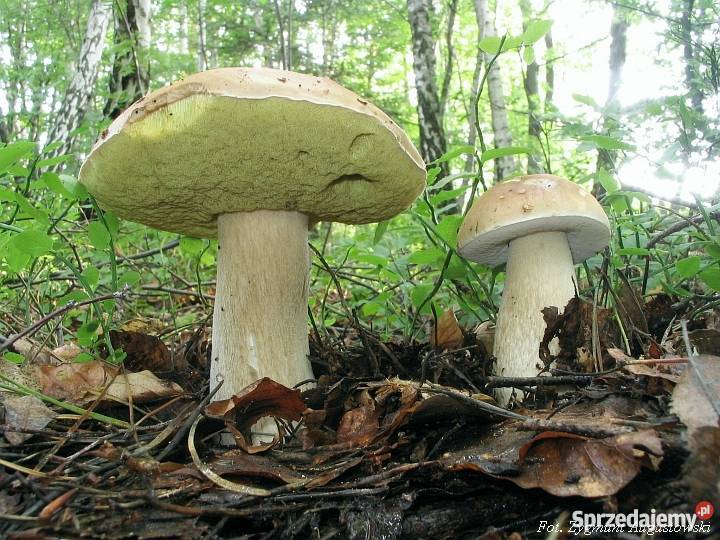 Grzybnia Borowik Brzozowy Prawdziwek Grzyby w Gdańsk