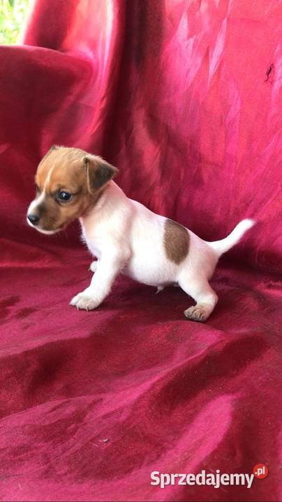 Jeden samiec i dwie suczki Jack Russell Psy Szczecinek