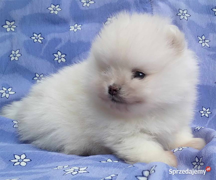 Pomeranian szpic miniaturowy - CUDOWNA kremowa prawie biała sunia! Wa-wa