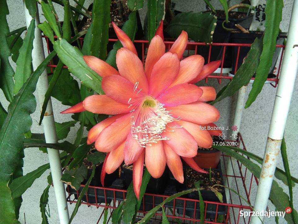 Epiphyllum TELE kaktus epifilum Skawina