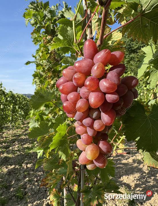 Winogrono deserowe Weronika Sadzonki winorośli Łazy Brzyńskie sprzedam