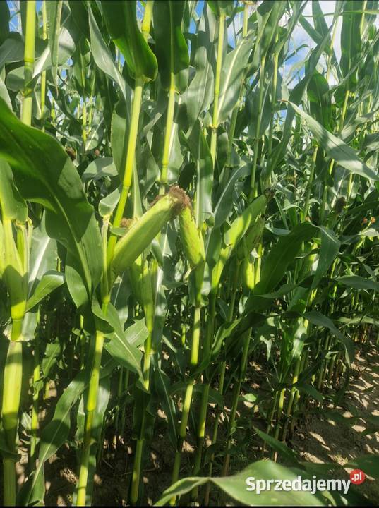 Kukurydza na pniu Złotów sprzedam