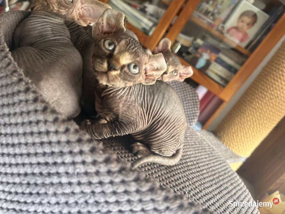 Piękna niesterylizowana kotka elfik Koty