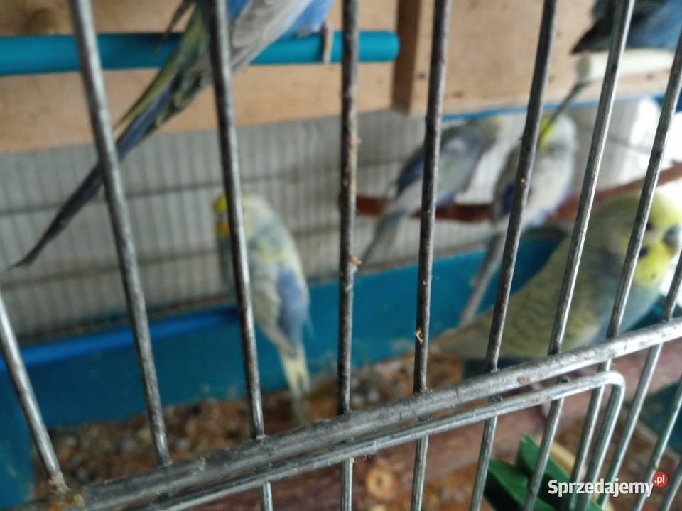 Papużki faliste dwumiesięczne i starsze sprzedam Zwierzęta