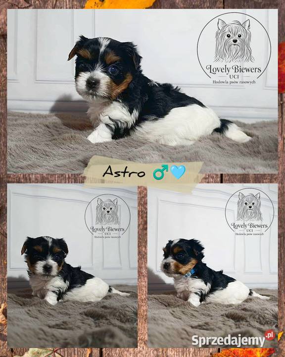 Astro Biewer Yorkshire Terrier ZHPR UCI 4 Bielsk Podlaski
