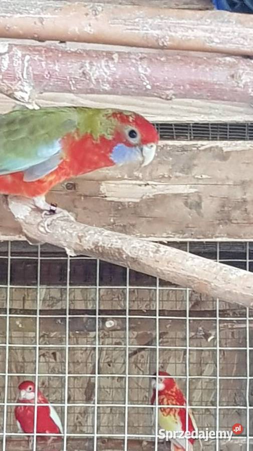 rozelle królewskie Ptaki Stare Babice