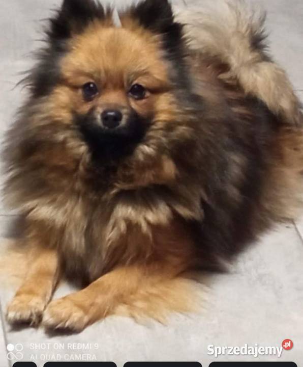 Suczka Szpic Brodnica sprzedam