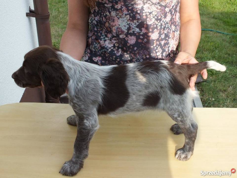 Płochacz Niemiecki Wachtelhund z metryką ZKwP sprzedam
