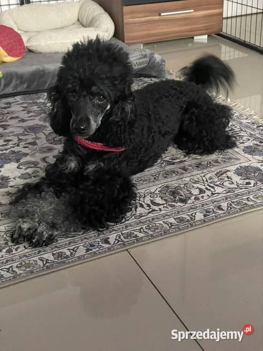 Pudel miniaturowy piesek Ostrożnica