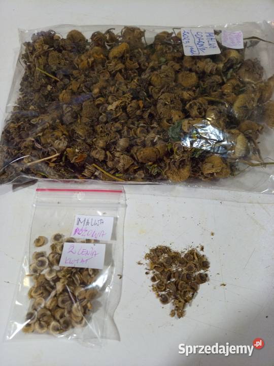 Malwa czarna Nasiona jadalna odmiana małopolskie Nowy Sącz