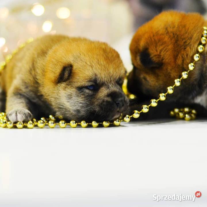 Psy Shiba inu podkarpackie Rzeszów
