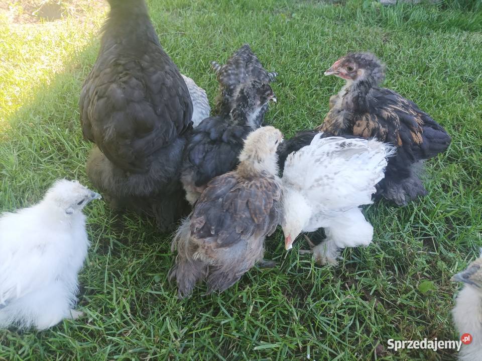 Kury ozdobne silka Brahma karzełek podkarpackie Szafranów