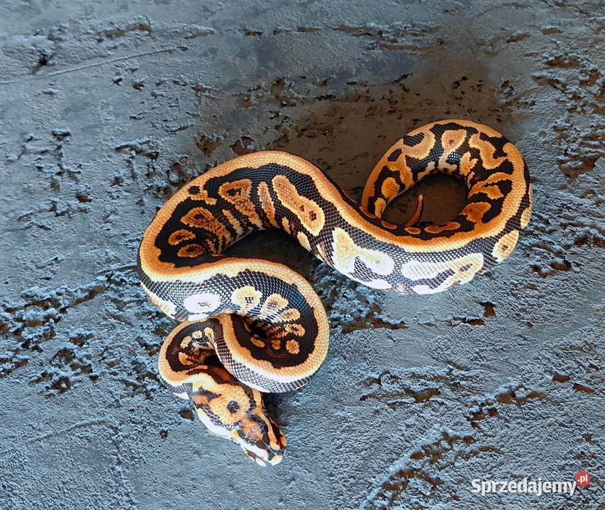 pyton królewski samiec Spotnose Yellow belly het Gadka sprzedam