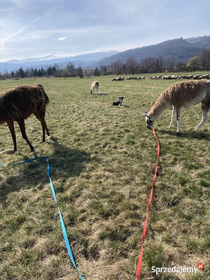 Sprzedam lame Jelenia Góra