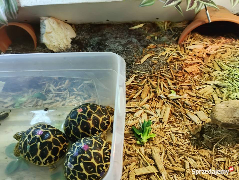 Żółw gwiaździsty lądowy Geochelone elegans Bielsko-Biała sprzedam