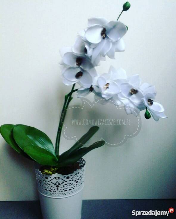 Storczyki ze wstążki Zabrze