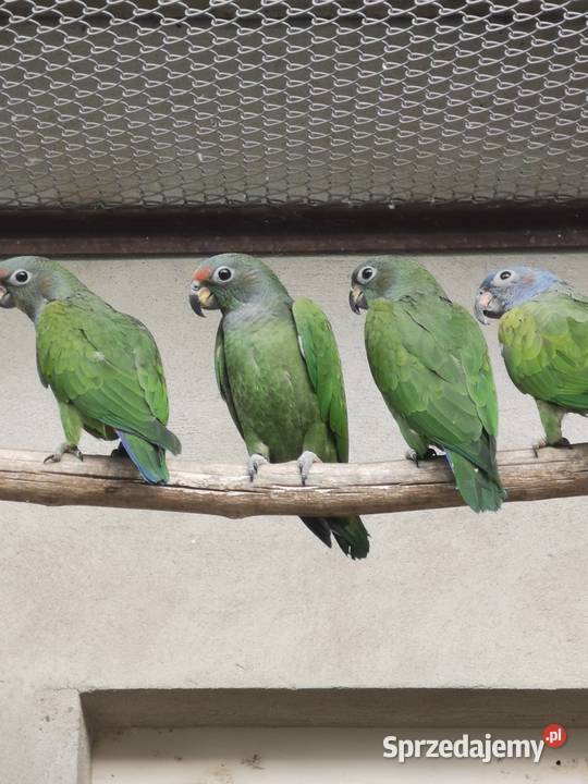 Piony niebieskogłowe z 2025r Rypin