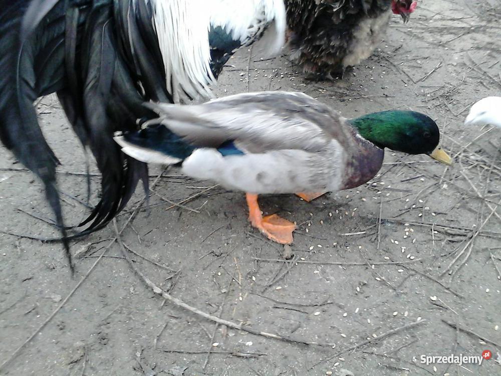 silk feniks aracuana minor skrzynka do wysyłki Modliborzyce