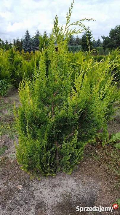 Cyprysik Lawsona złoty 100120 PRODUCENT