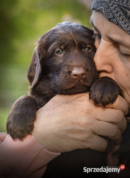 FlatCoated Retriever czekoladowe suczki ZKwP FCI małopolskie Tarnów