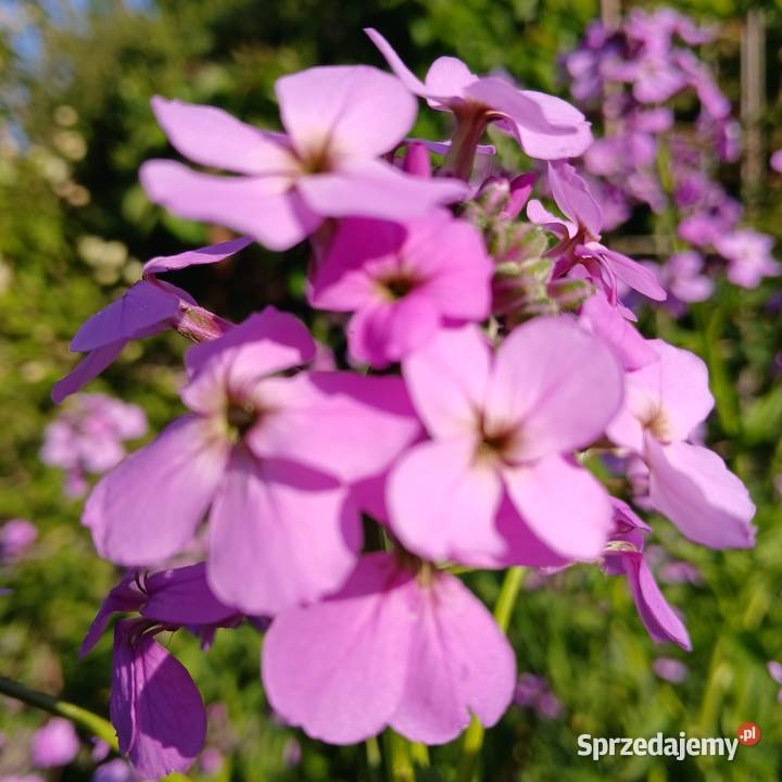 Wieczornik damski bylina do ogrodu pachnie Rabatowe Dom i Ogród Nowy Sącz