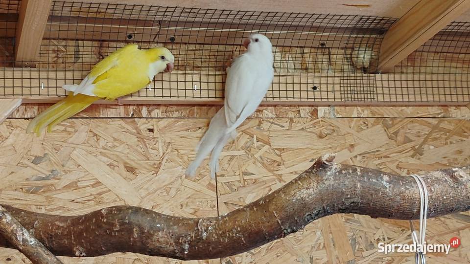 Mnichy Nizinne małopolskie