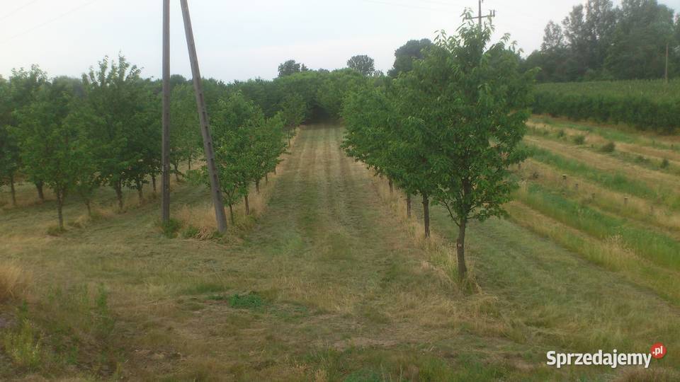 Sprzedam zbiór wiśni mazowieckie