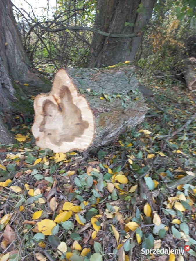 Sprzedam drzewo tartaczne i opałowe wiąż sprzedam