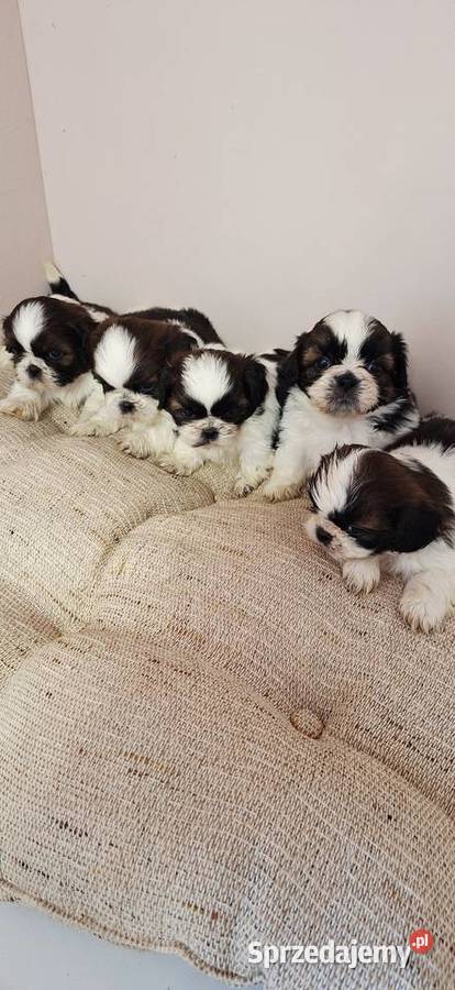 Shih Tzu szczeniaczki Przysucha