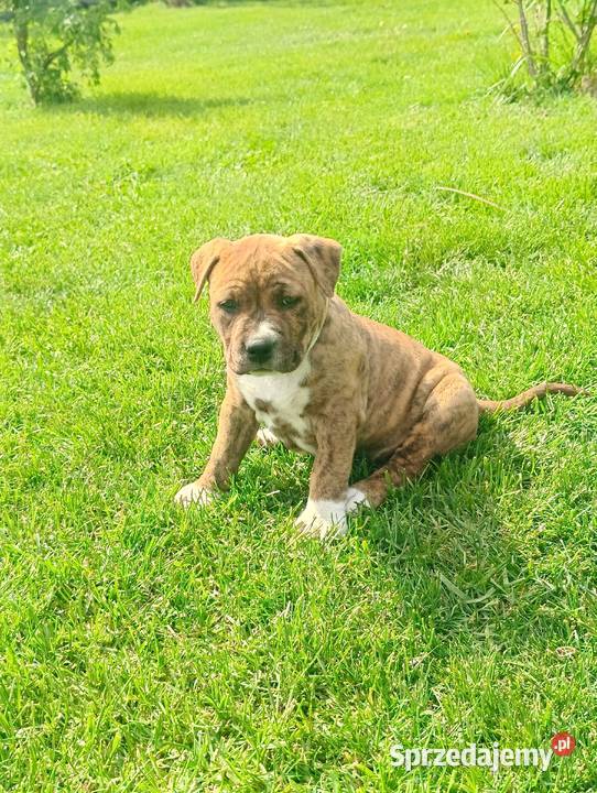 Szczeniaczki amstaff Amstaff Wyszków