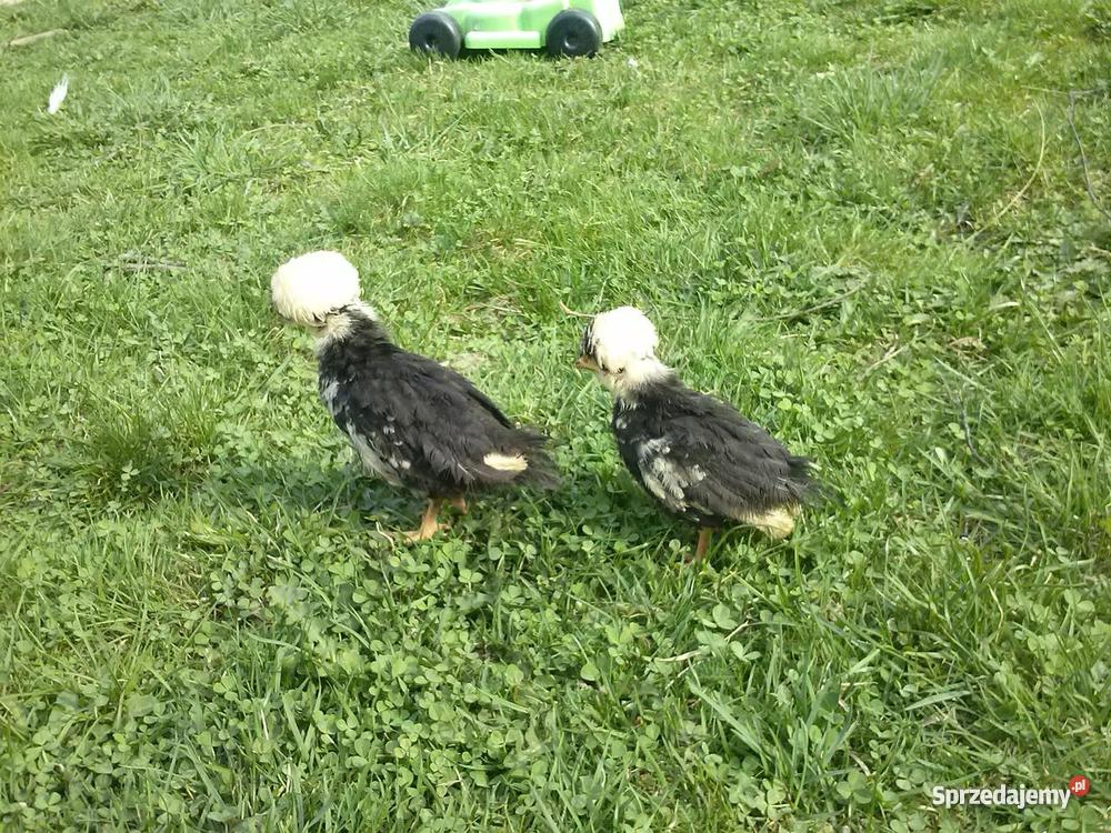 Białoczub holenderski mini kochin olbrzym Starachowice sprzedam