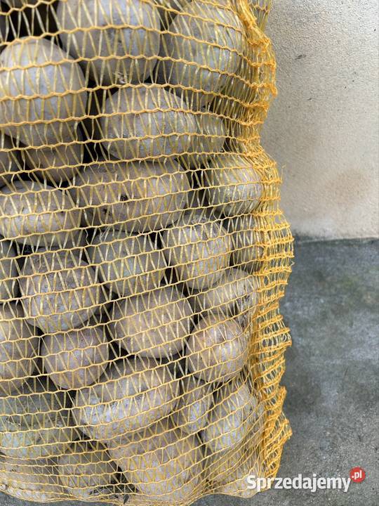 Ziemniak jadalne świętokrzyskie Rytlów