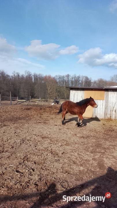 Sprzedam zrebice zimnokwista Gąbin