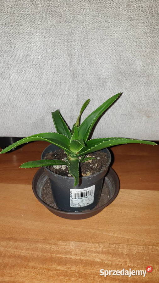 Aloes zielony sukulent mazowieckie Warszawa sprzedam